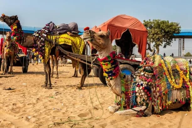 Pushkar Camel Fair Grounds