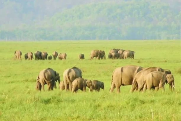 Rajaji National Park