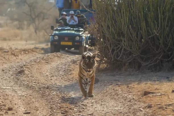 Ranthambore – Wildlife Adventure