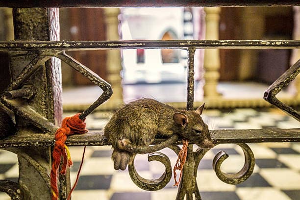 ¿Por qué se adoran las ratas en el Templo de Karni Mata?
