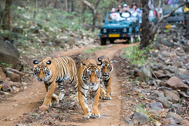 Parque Nacional de Ranthambore – Para los tigres